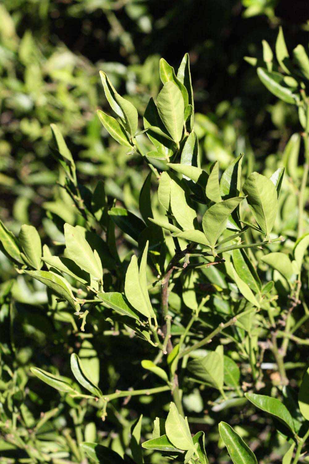              Sun leaves (Riverside, CA)       